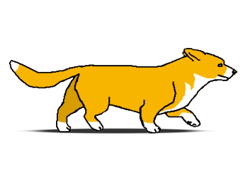 Рыжий вельш корги кардиган питомника CARDIGANIUM